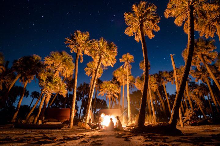 Palm trees under a starry night sky with a warm light source in the background.